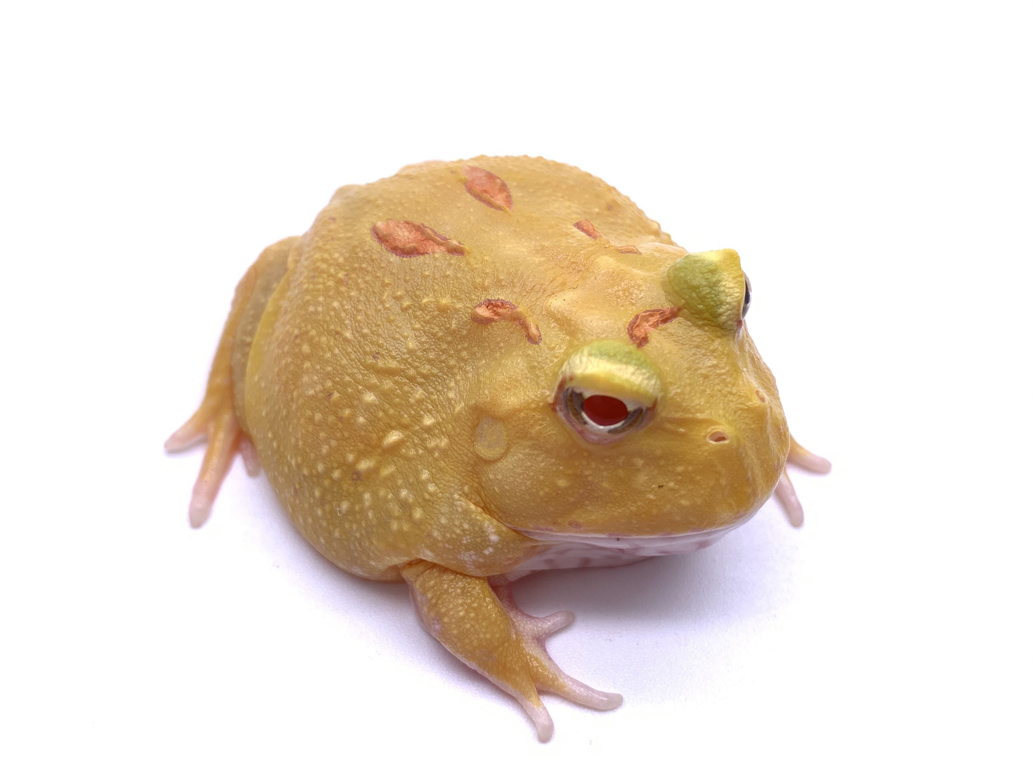 Frogs Exporter, Taiwan｜Full of Frogs Amphibians Farm
