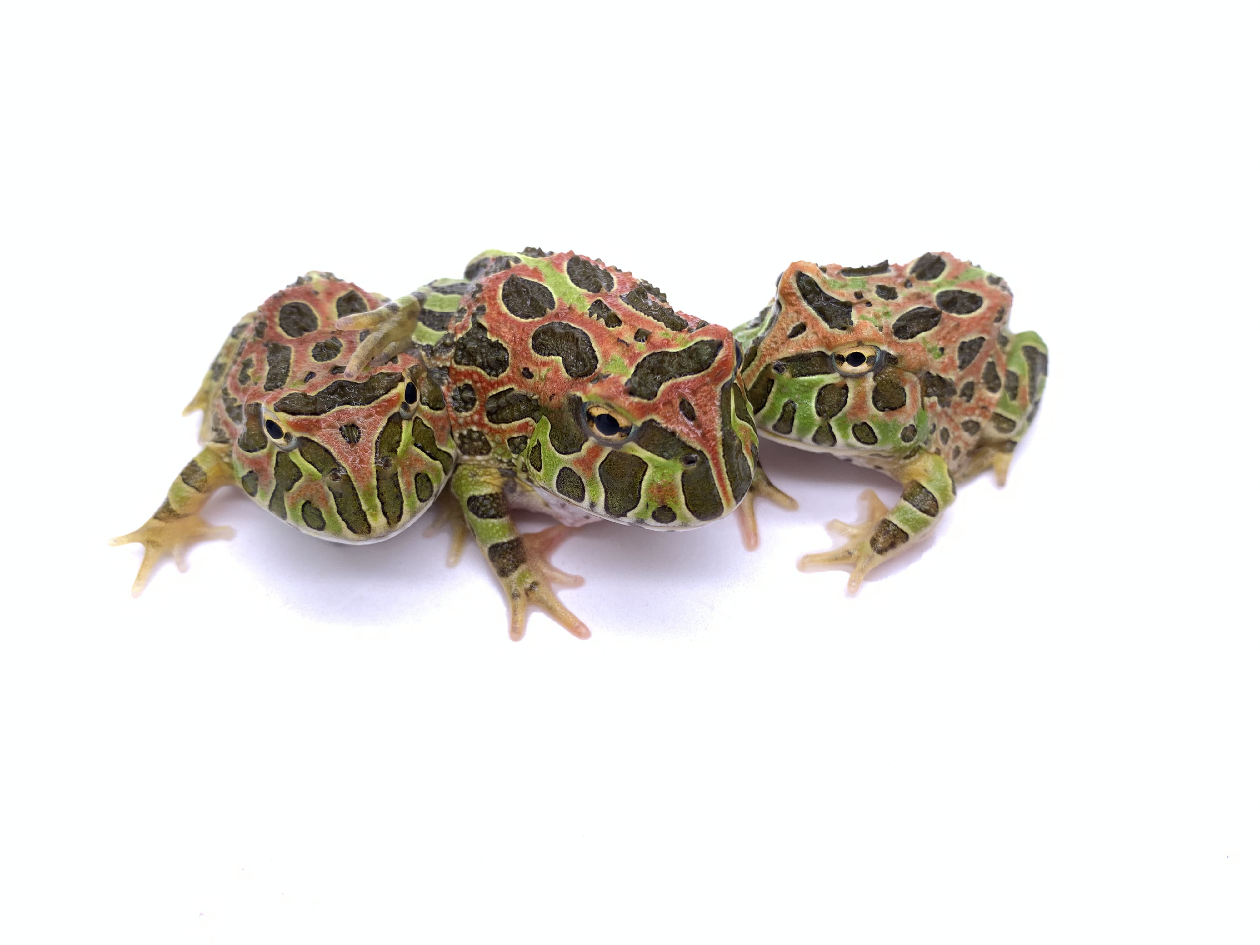 Frogs Exporter, Taiwan｜Full of Frogs Amphibians Farm